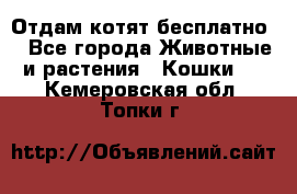 Отдам котят бесплатно  - Все города Животные и растения » Кошки   . Кемеровская обл.,Топки г.